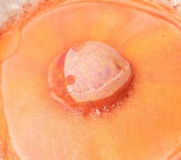 Elemental Crystal Bath Bomb - Fire