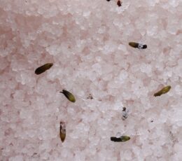 Himalayan Bath Salt Blend 500g - Relax